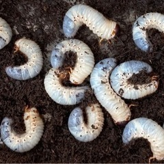 カブトムシの幼虫無料で引き取ります