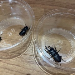 (終了致しました)