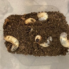 国産カブトムシ　幼虫　5匹セット