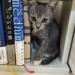 下地島空港で保護した【シモちゃん】