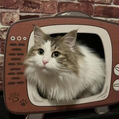 里親さま決定！ 飼い主との死別…もう離れる事がないように