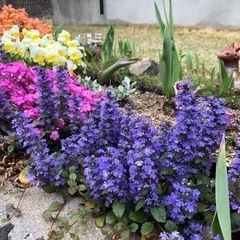 アジュガ　十二単衣　8苗の画像