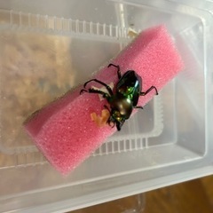 【夏間近！訳アリ品！】ニジイロクワガタ　チビ(38mm)♂ 単品　20231104-2の画像
