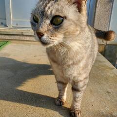 アメショみたいなサバトラ女子