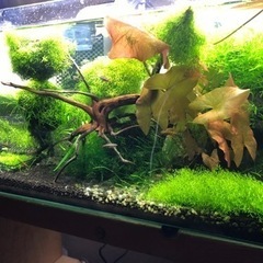 ウィローモスの画像