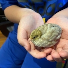 ヒメウズラ貰い手募集！の画像