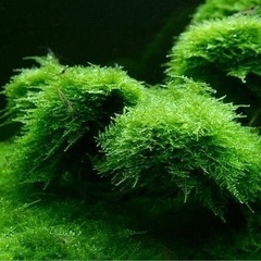 ウィローモスの画像