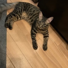 生後半年位の保護猫ちゃん 長毛と短毛のハーフ⁉