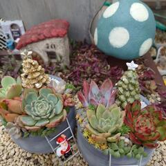 クリスマス寄せ植え体験（女性限定）
