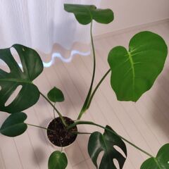 モンステラ　約70cm　世田谷区の画像