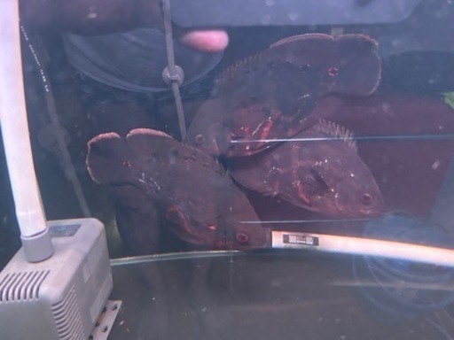 熱帯魚