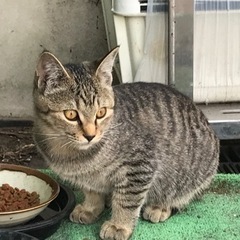 母親 (野良)を亡くした 仔猫 (野良)