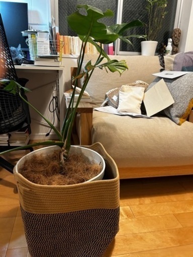 観葉植物　モンステラ　ふたつ