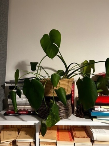 観葉植物　モンステラ　ふたつ