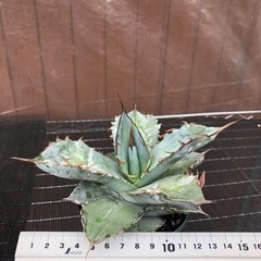 アガベ　チタノタ　ブラックandブルー　111の画像