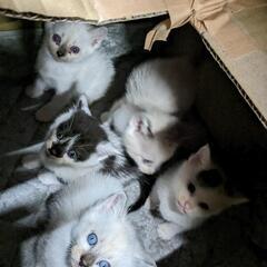 野良猫の子😿