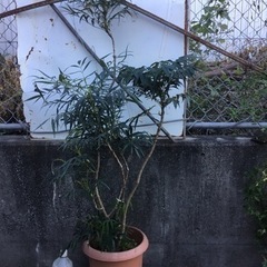 ＊コーンフーサー　１４０センチ＊