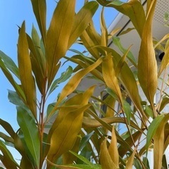 グレビレア　バイレイヤナ　ゴールドの画像