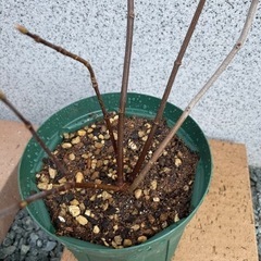 ビバーナム　ボトナンデスドーンの画像