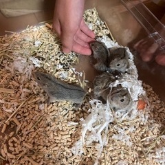 ステップレミング 推定オス ３匹【一時募集停止中】