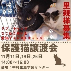 猫の譲渡会　名古屋