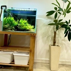 【引き取り限定】45cm陰性水草水槽フルセット 引き取り限定】45cm陰性水草水槽フルセット