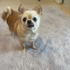犬友達が欲しいです❣️ - 府中市