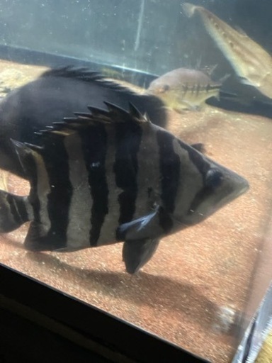 ダトニオプラスワン「スマトラ」大型魚、熱帯魚、最終値