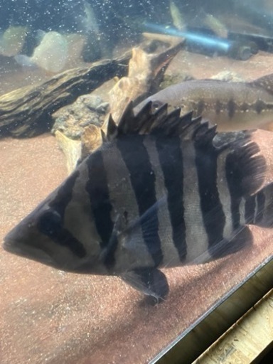 ダトニオプラスワン「スマトラ」大型魚、熱帯魚、最終値