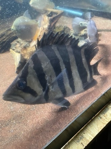 ダトニオプラスワン「スマトラ」大型魚、熱帯魚、最終値