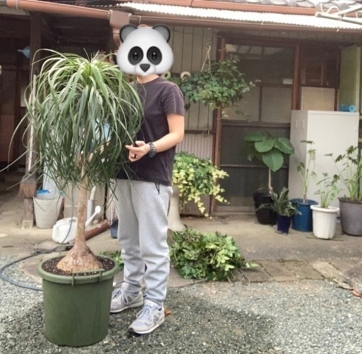 ★観葉植物　トックリラン