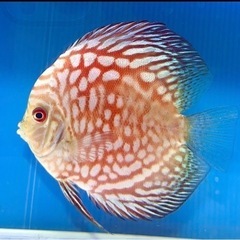 神奈川県のディスカスの中古が安い！激安で譲ります・無料で