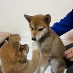 柴犬　豆柴　男の子
