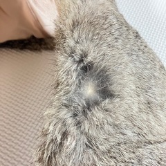 リアルファーマフラーの画像