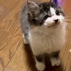 大怪我を負った子猫