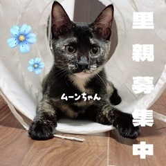 🤍かぎしっぽ×さびねこ🤍