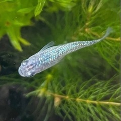 【泳ぐ宝石】背びれなしサファイアメダカの稚魚15匹