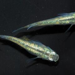 緑光メダカ 12匹 引退