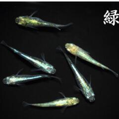 緑光メダカ 12匹 引退の画像