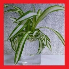 【発送可】観葉植物　水栽培　ナカフオリヅルラン（中斑折鶴蘭）子株...