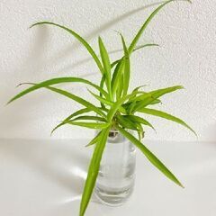 【発送可】観葉植物　水栽培　アオオリヅルラン　子株１株より　強く...
