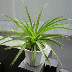 【発送可】観葉植物　水栽培　アオオリヅルラン　子株１株より　強く育て易い　※増えます②の画像