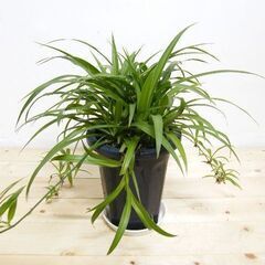 【発送可】観葉植物　水栽培　アオオリヅルラン　子株１株より　強く育て易い　※増えます②の画像