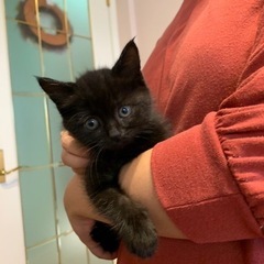 黒子猫ちゃん
