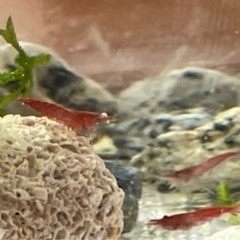 ✨赤色シュリンプ　10匹②