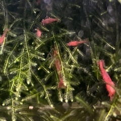 ✨赤色シュリンプ　10匹②の画像