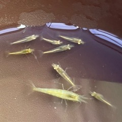 ✨ミナミヌマエビ　30匹