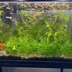 水草　ナヤス　アナカリス他　バケツいっぱい