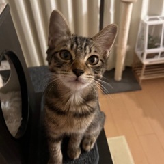 一時募集停止【たぶん3ヶ月】誰でもウェルカムなキジトラのテンくん