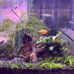 決まりました🙏60cmスリム水槽　熱帯魚（10匹）　フィルター　ヒーター　水温計　ライト　全部セットの画像